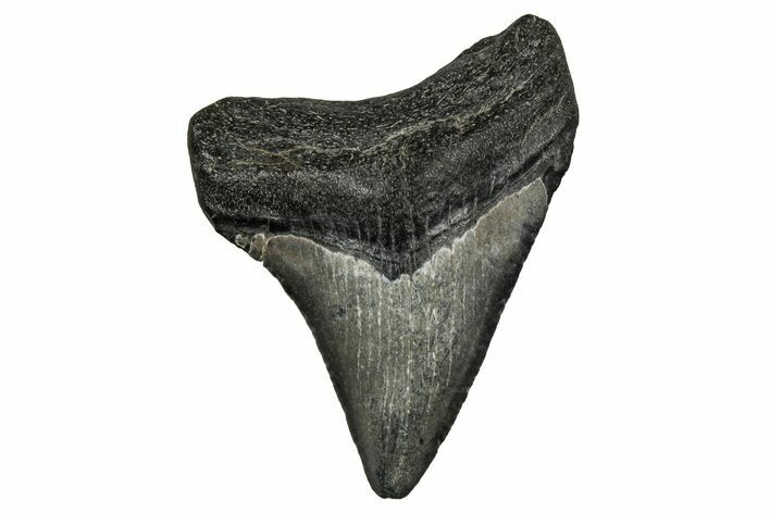Serrated, Juvenile Megalodon Tooth - South Carolina #353293
